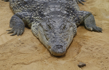 El cocodrilo del Nilo (Crocodylus niloticus) es una especie de saurópsido crocodilio de la familia Crocodylidae. 