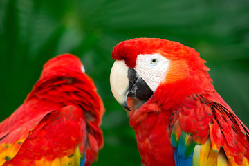 parrot bird
