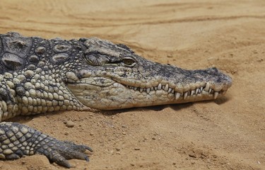 El cocodrilo del Nilo (Crocodylus niloticus) es una especie de saurópsido crocodilio de la familia Crocodylidae. 