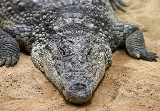 El cocodrilo del Nilo (Crocodylus niloticus) es una especie de saurópsido crocodilio de la familia Crocodylidae. 