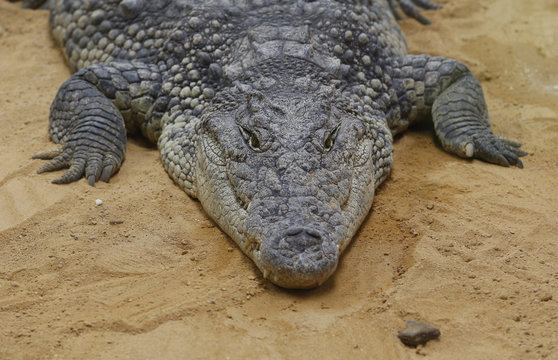 El cocodrilo del Nilo (Crocodylus niloticus) es una especie de saur&oacute;psido crocodilio de la familia Crocodylidae. 