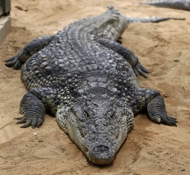 El cocodrilo del Nilo (Crocodylus niloticus) es una especie de saurópsido crocodilio de la familia Crocodylidae. 