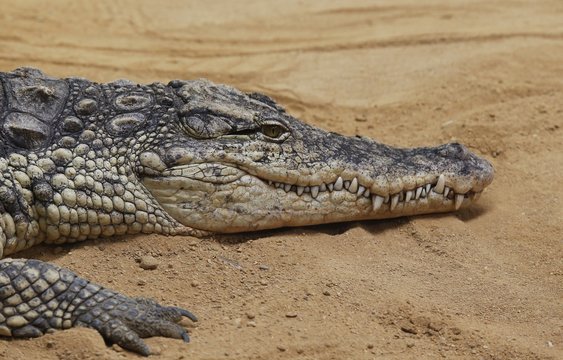 El cocodrilo del Nilo (Crocodylus niloticus) es una especie de saur&oacute;psido crocodilio de la familia Crocodylidae. 