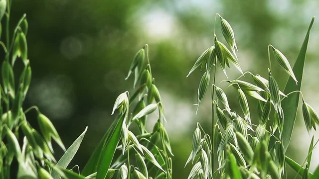 Cultivated oat field, green agricultural crops growing