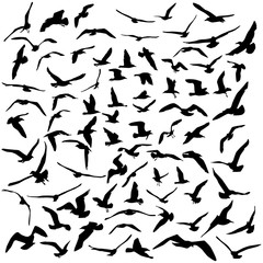 Seagulls black silhouette on white background. Vector