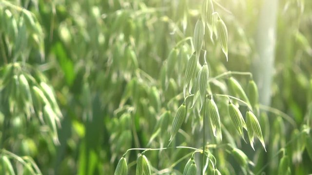 Cultivated oat field, green agricultural crops growing