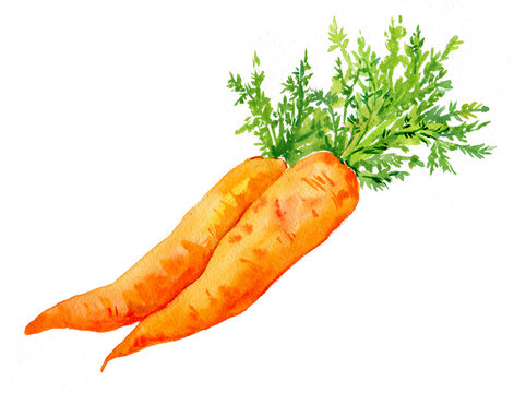 морковь рисунок акварелью