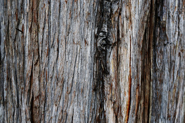 Tree bark texture