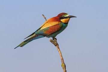 european bee eater on a branch