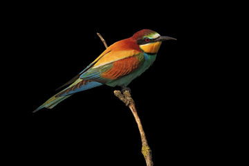 european bee eater on a branch isolated on black