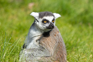 portrait of a lemur