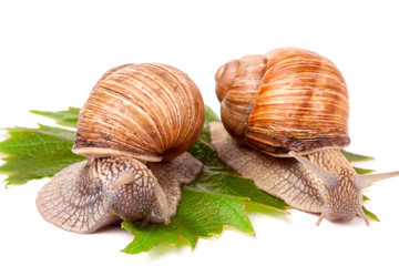 two snails crawling on the grape leaves white background