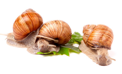 Three snail crawling on the grape leaves white background