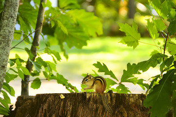 Chipmunk sitting on a stump, and holding in the paws food. In the background, natural plant background of green leaves.
