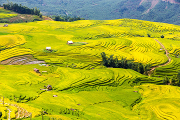 Terraced rice fields in Sapa, Lao Cai, Vietnam