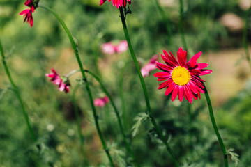 Decorative red daisy flower on a green background