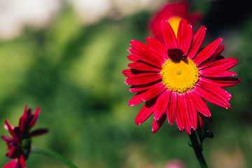 Obraz premium Decorative red daisy flower on a green background