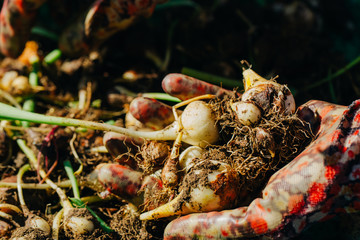 many young tulip onions lie in the hands of a close-up