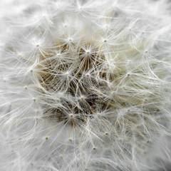 Dandelion seeds closeup