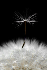 Obraz premium Dandelion seeds closeup