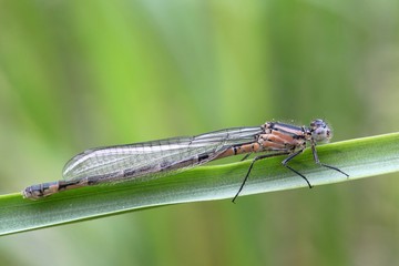 Common blue damselfly, bluet (Enallagma cyathigerum)