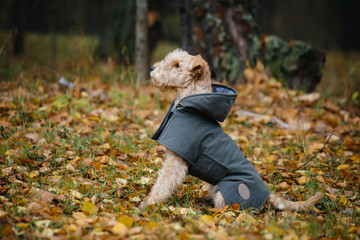 Terrier dog in a raincoat in autumn forest
