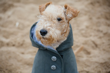 Terrier dog in a raincoat on the beach on a cloudy cold day
