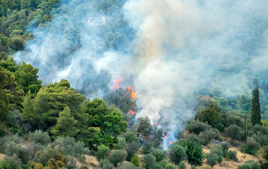 Waldbrand Griechenland, Forest Fire Greece.16063.jpg