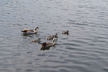 Gänse