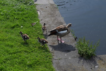 Gänse
