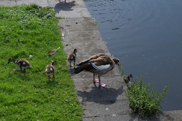 Gänse