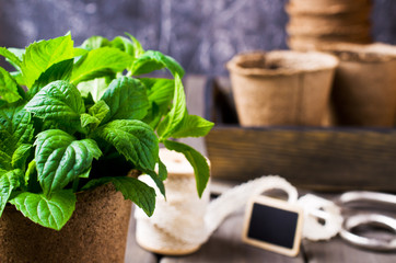 Green mint sprouts