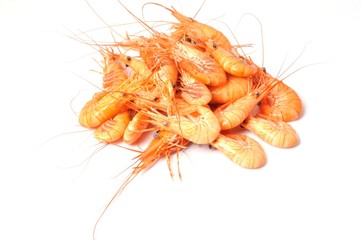 prawn Shrimp