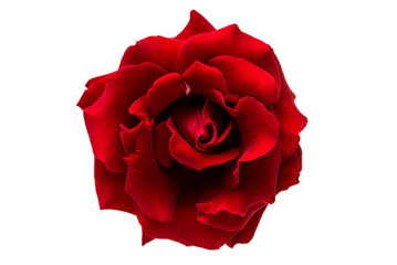 red rose isolated - obrazy, fototapety, plakaty