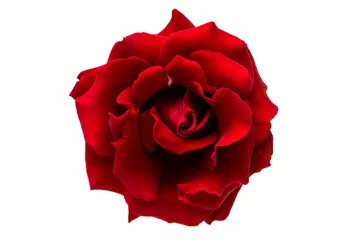 Abwaschbare Fototapete Rosen rote Rose isoliert