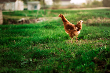 rustic chicken brown coloring on a background of grass