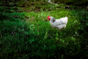 rustic chicken white coloring on a background of grass