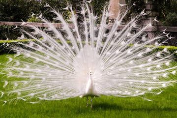 Naklejka premium White albino peacock with a tail like a fan-opening on a green lawn in the spring or summer.