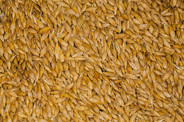 lot of fresh grains wheat close-up