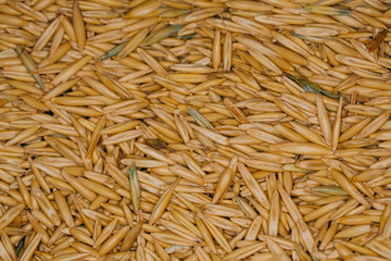 lot of fresh beans close-up oats