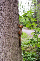 Red squirrel keeps the claws of a tree trunk in green summer forest.