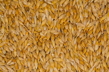 lot of fresh grains wheat close-up