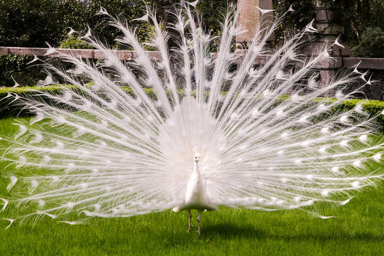 Fototapeta White albino peacock with a tail like a fan-opening on a green lawn in the spring or summer.