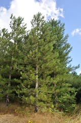 Fototapeta premium Pine trees