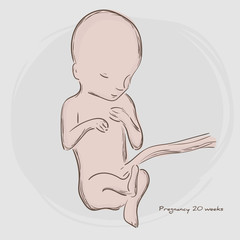 Pregnancy. Fetal growth from fertilization.  Embryo development. Human fetus