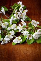 apple Blossoms on wooden background