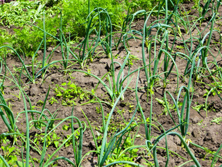 Green onion grows in the garden