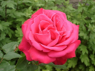 One Hybrid Tea rose flower 'Duftwolke'