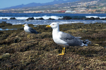 Albatross in natural environment on Tenerife,Canary Islands,Spain.Selective focus.