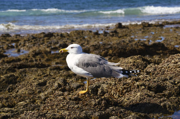 Albatross in natural environment on Tenerife,Canary Islands,Spain.Selective focus.